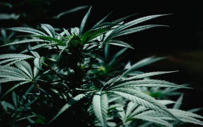 Breaking Down the CBD Mystery